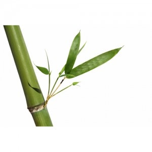 Eco Gifts Celuk bamboo ballpoint pen