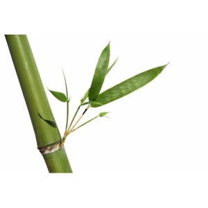 Eco Gifts Bamboo USB key