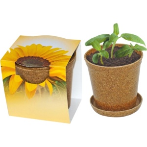Eco Care & Green Corner Mini sunflower in biodegradable pot