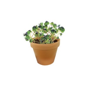 Eco Care & Green Corner Lucky Growth Cube