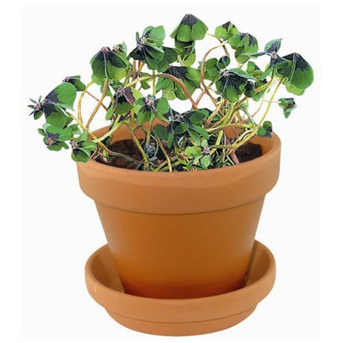Eco Care & Green Corner Lucky Growth Pot