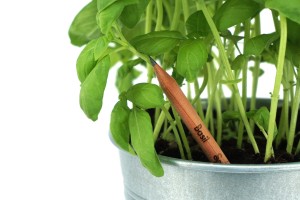 Christmas Offer Sprout – pencil that grows!