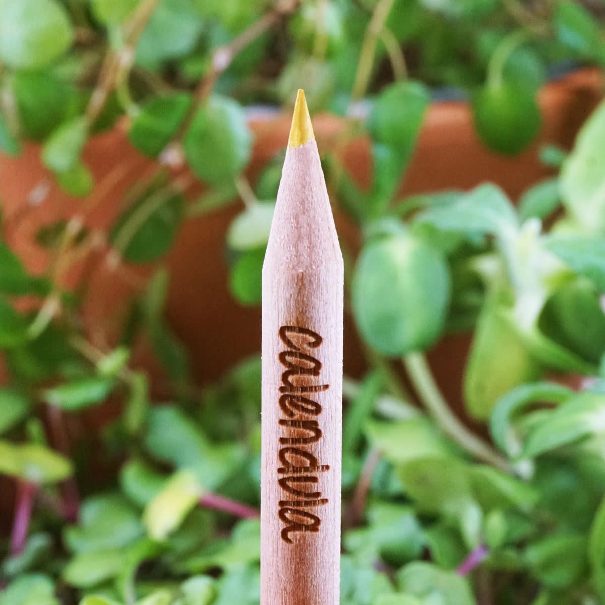 Eco Gifts Sprout coloured pencils – coloured pencils with seeds