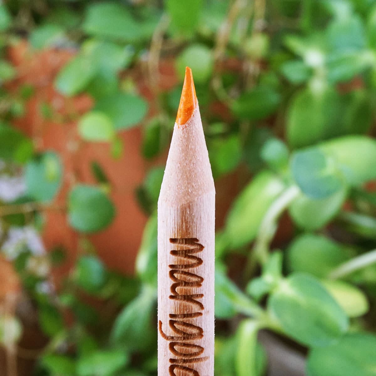 Eco Gifts Sprout coloured pencils – coloured pencils with seeds