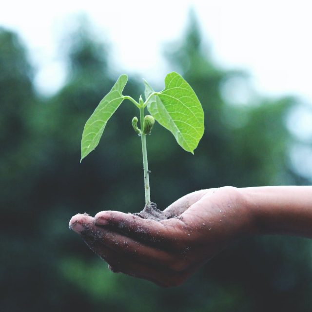 Ideas for Environmentally Friendly Business Gifts 2022