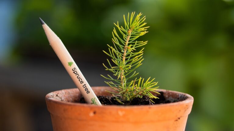 Growing Your Brand with Plantable Promotional Products