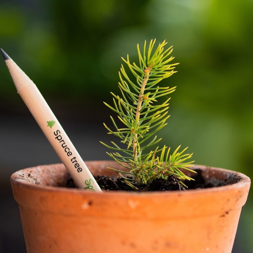 Growing Your Brand with Plantable Promotional Products