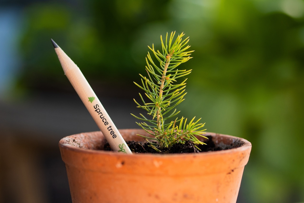 Growing Your Brand with Plantable Promotional Products